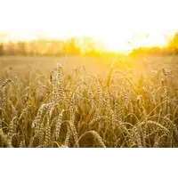 Пшеница озимая Полтавская селекция "Яровит"